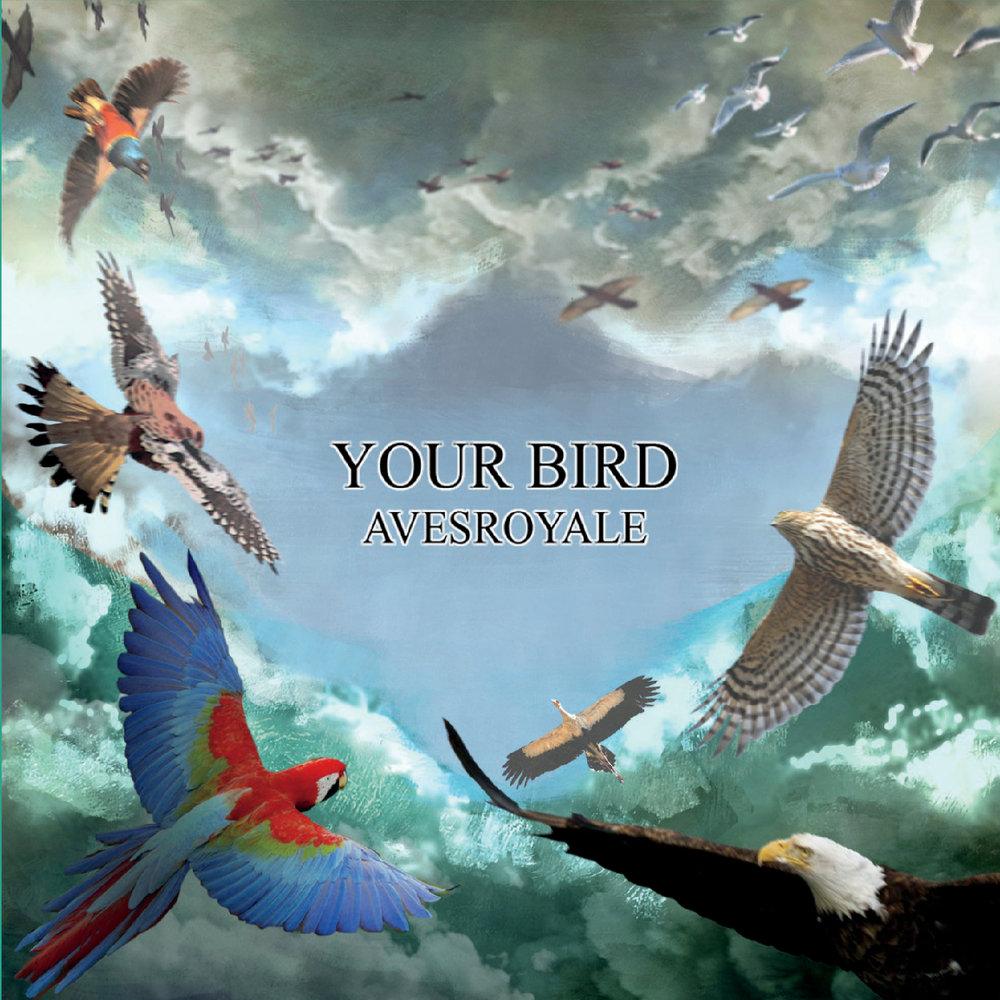 Rare bird rare bird. Blessed bird. Little bird песня. Crazy birds. Bird слушать.