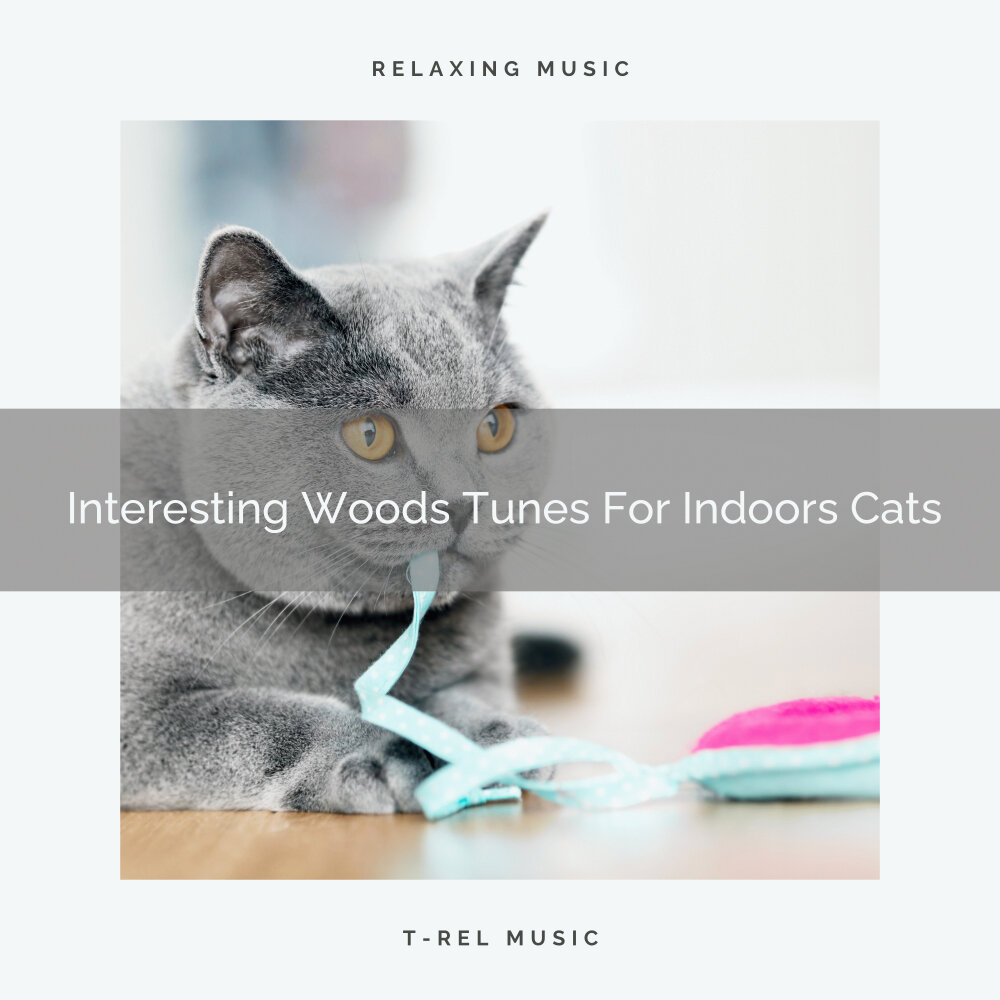 Music for cats. Who the music for cats by. Nice cat. Who wrote the music for cats. Who wrote the music for cats.