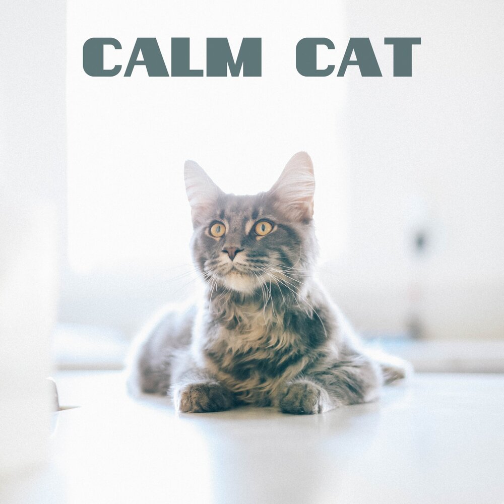 Music for cats. Calm Cat. Cat Zone. Calming Music for Cats.