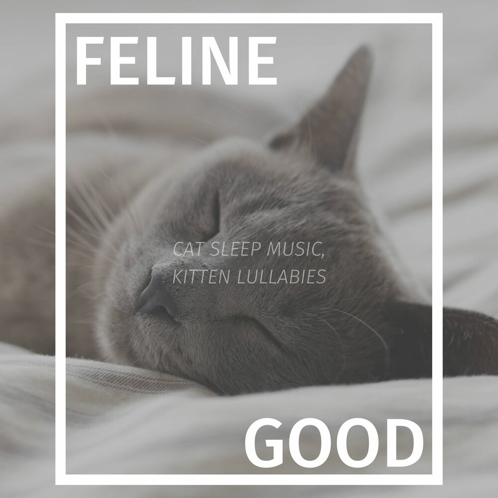 Frank from Cats. Deep Sleep Cat net. Deep Sleep Cat nep.