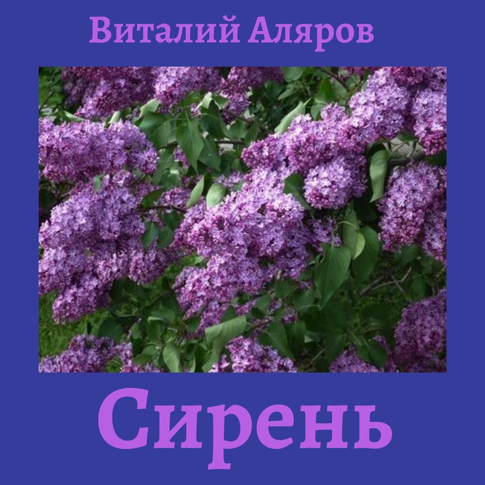 Даже здесь я слышу запах сирени песня. Виталий Аляров. Сирень музыка. Сирень песня. Лев Лещенко сирень.