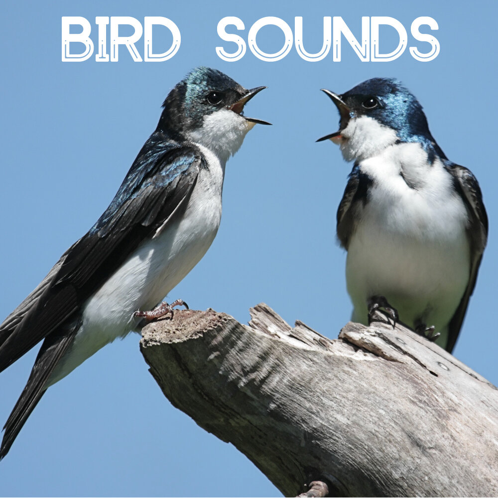 Птицы развлекаются. Bird Sound. Birds Sounds phuit. Real Birds Sounds. Звук bird