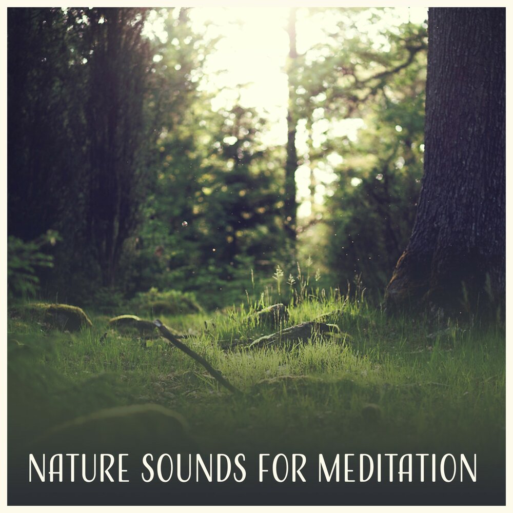 Naturals sounds. Zen Forest.