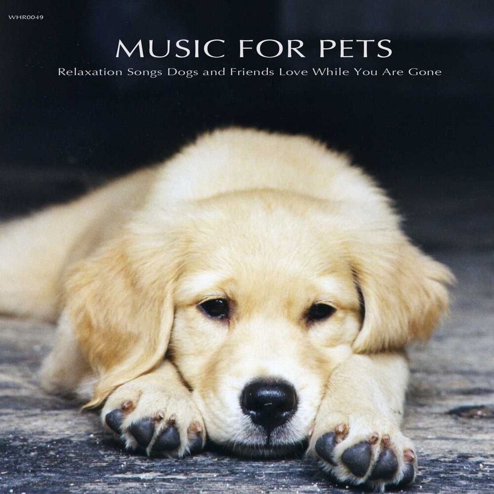 For Pets. Songs for Pets. Dog Song. Песня Dogs. Pets музыка
