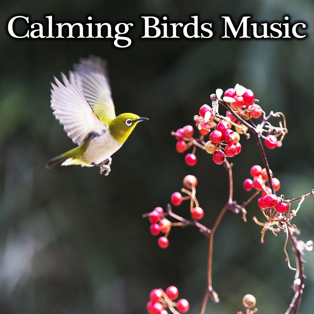 Музыка птицы на телефон. Птица музыка. Bird Sound.