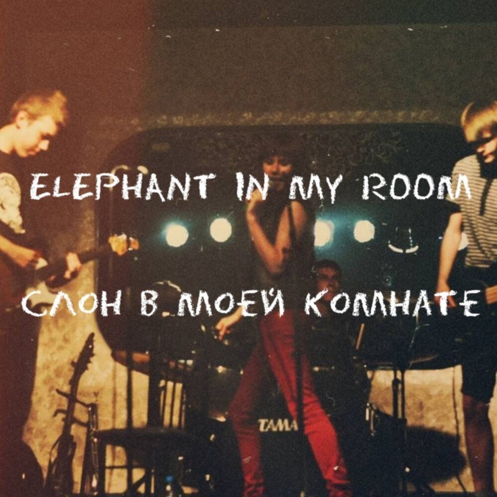 In my room песня. Elephant in my room. пет рум. jonathan lloyd – elephant in the room. confetti elephant in the room.