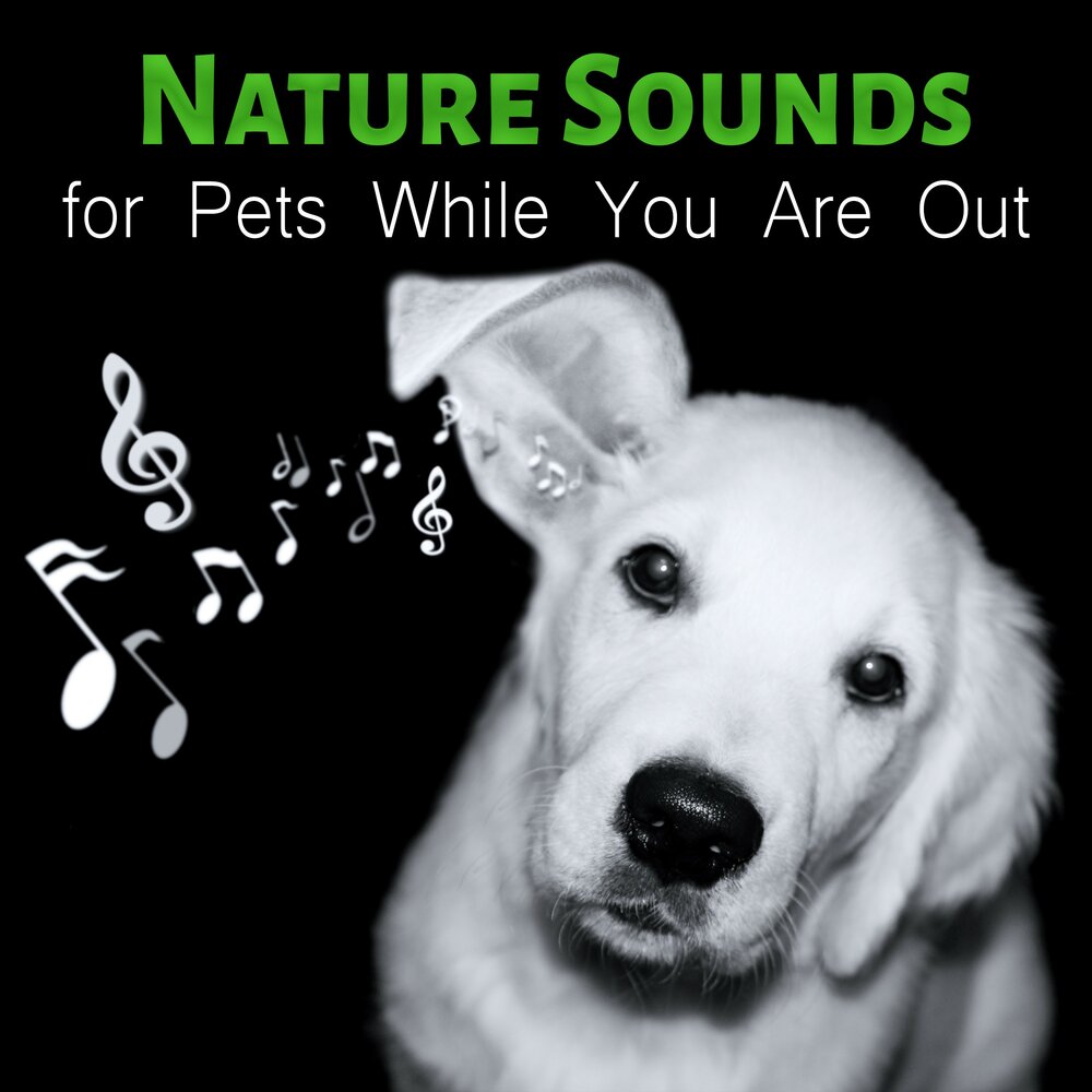 Calm down nature. Music pets