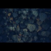 Qu