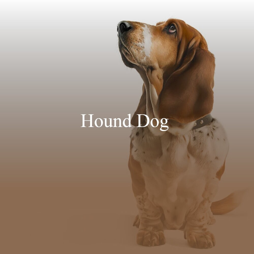 Дай собаки слушать. Hound Dog песня.