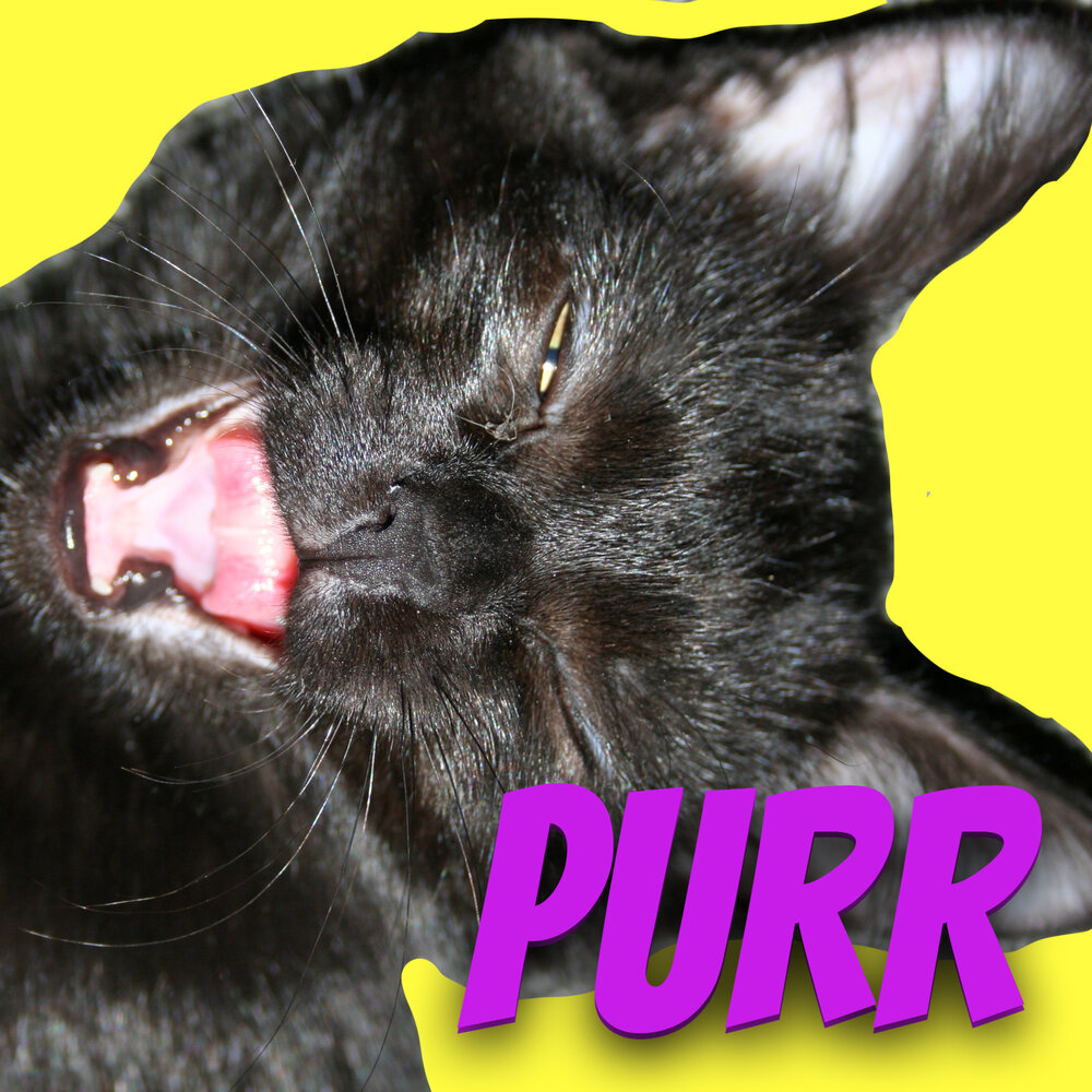 Видео purr purr purr. Purr Music Pro.