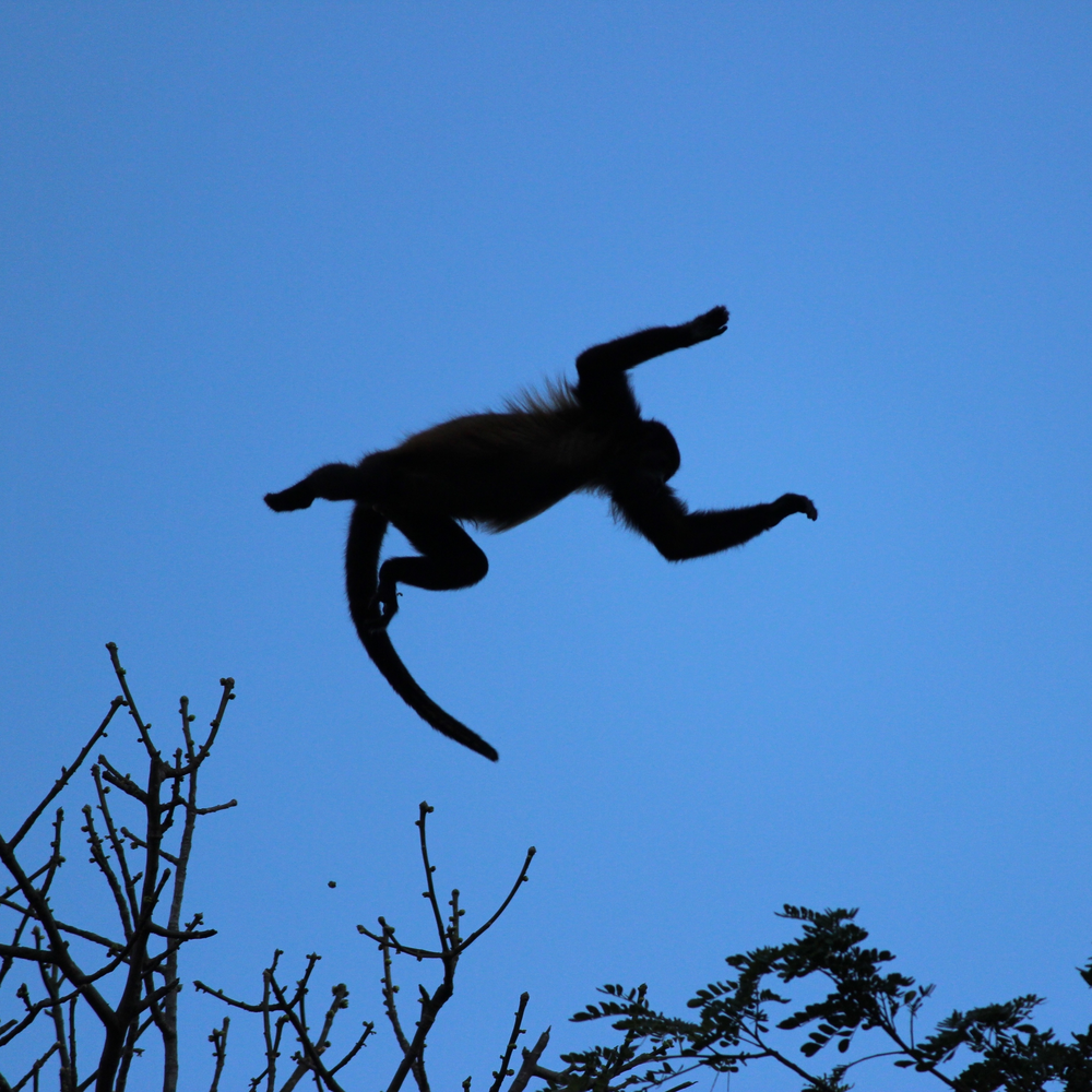 Flying monkey. Обезьяна висит на ветке. Monkeys facts. Blueo заставка Monkeys.