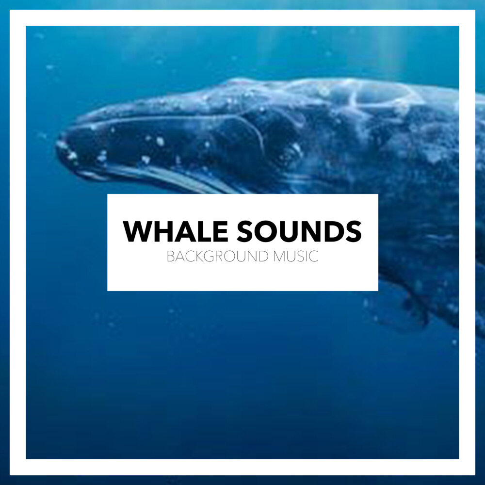 sounds of whales