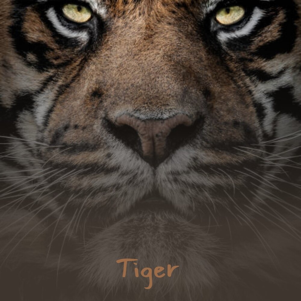 Тайгер слушать. Альбом с тигром. Обложка альбома с тигром.