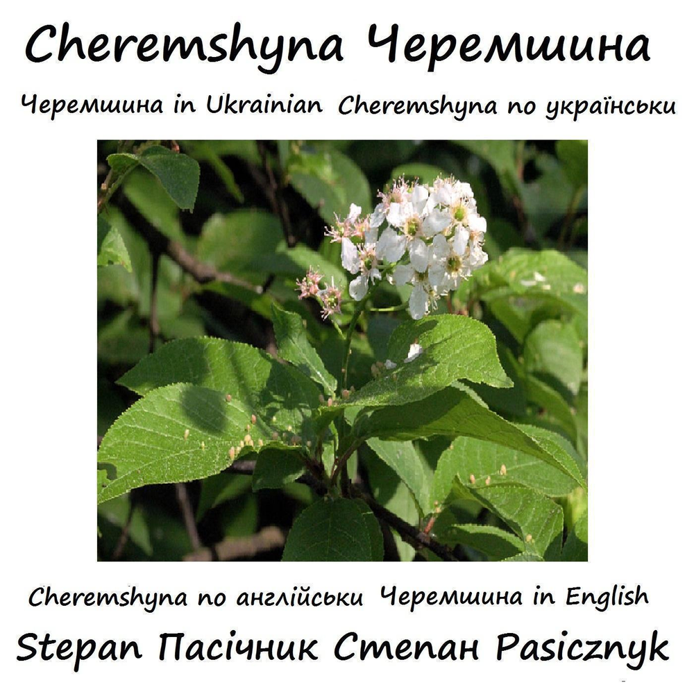 Черемшина украинская перевод на русский. Черемшина текст. Черемшина песня текст. Слова песни Черемшина на украинском. Черемшина текст на украинском.