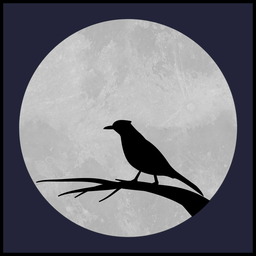 Midnight bird. Птица в ночном небе. Рисунок птицы ночь неизвестность. Nightbird. Kensun_Nightbird mp3.