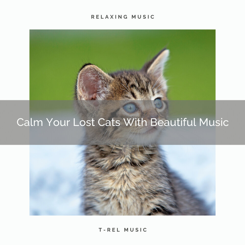 Only cats. Now only cats follow me. Котик и долги. Now only cats will follow me. Кошки онли фанс.