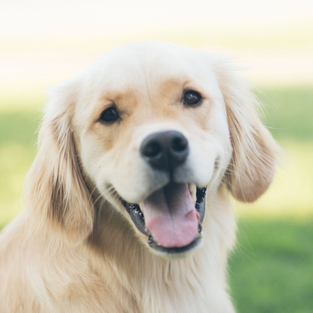 Голосовой собаки. Смычок для собак. Dog Side. Button Ears of Dog.