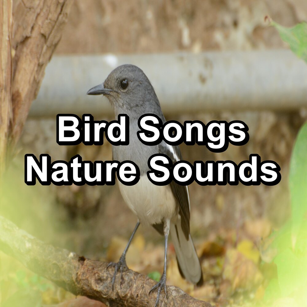 Birds sing songs