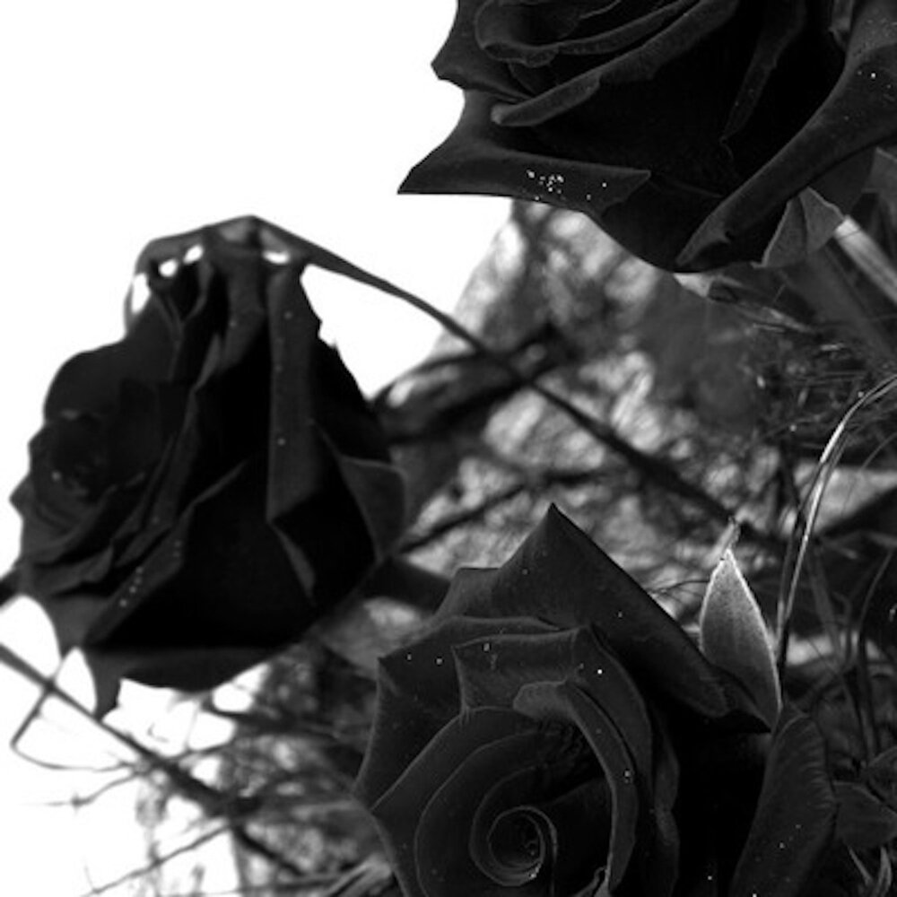 фото цветов черные розы