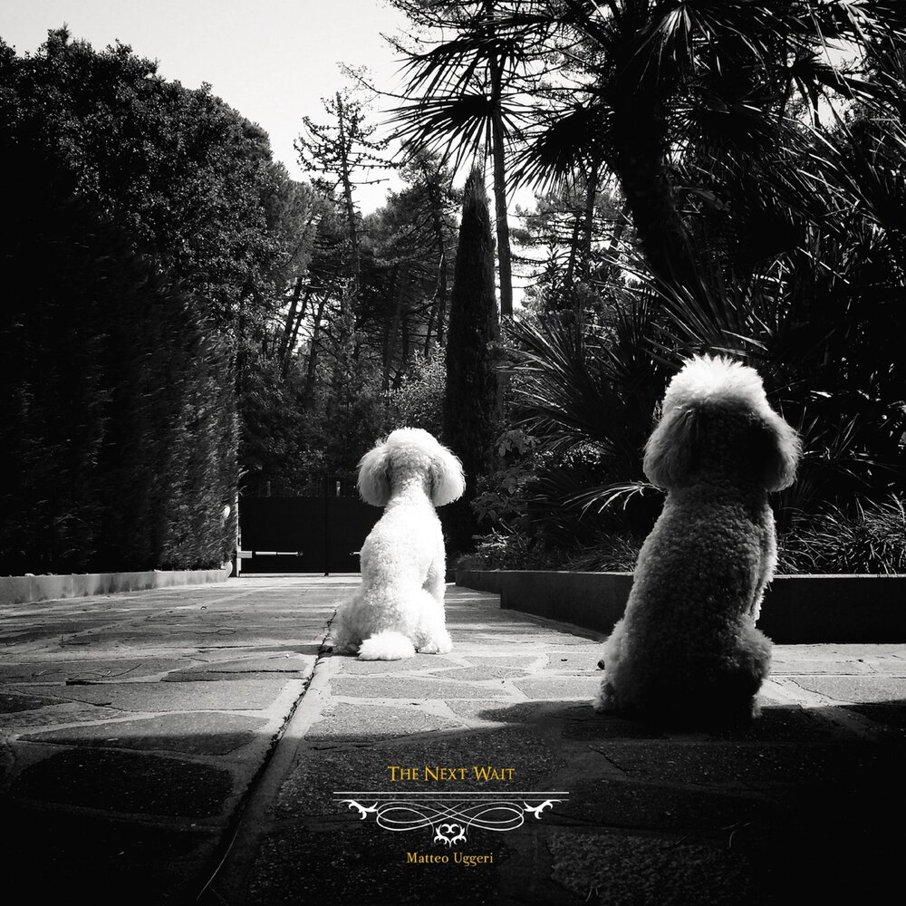 Android версия 230. Пластиковые стулья для кухни. Next waiting. Ikea persby стул. Собака на велосипеде.