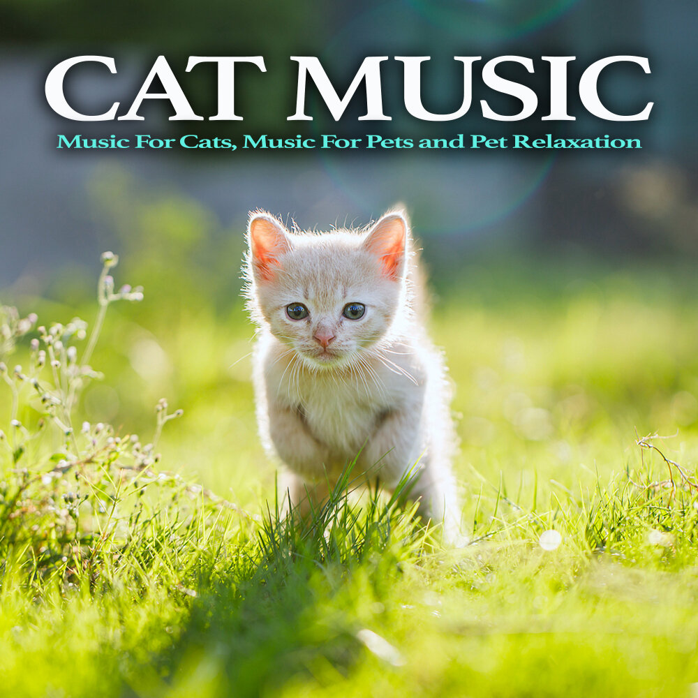 Music for cats. Cat Music. Relaxing Music for Cats. Cat caring Club.