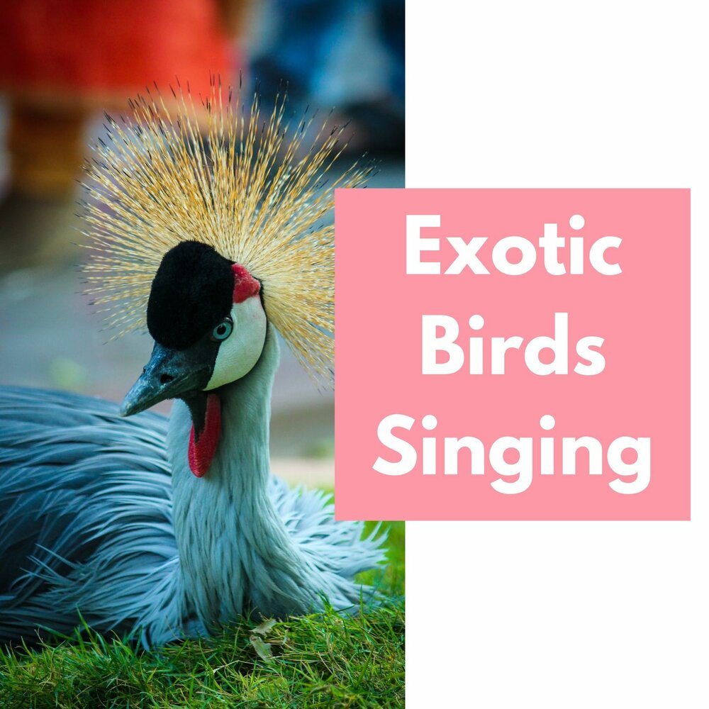 Король тигров кэрол баскин. Joy exotic. Король тигров фильм. Король тигров кэрол баскин. Тайгер кинг.