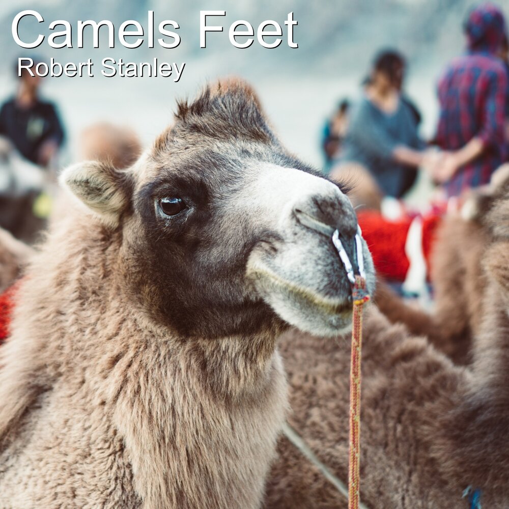 Музыка верблюды. Стенли кэмел. How we feet the Camel.