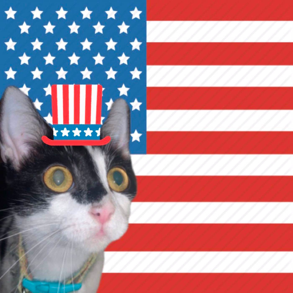 USA сатам. Cat USA. Cats in USA. Cats us.