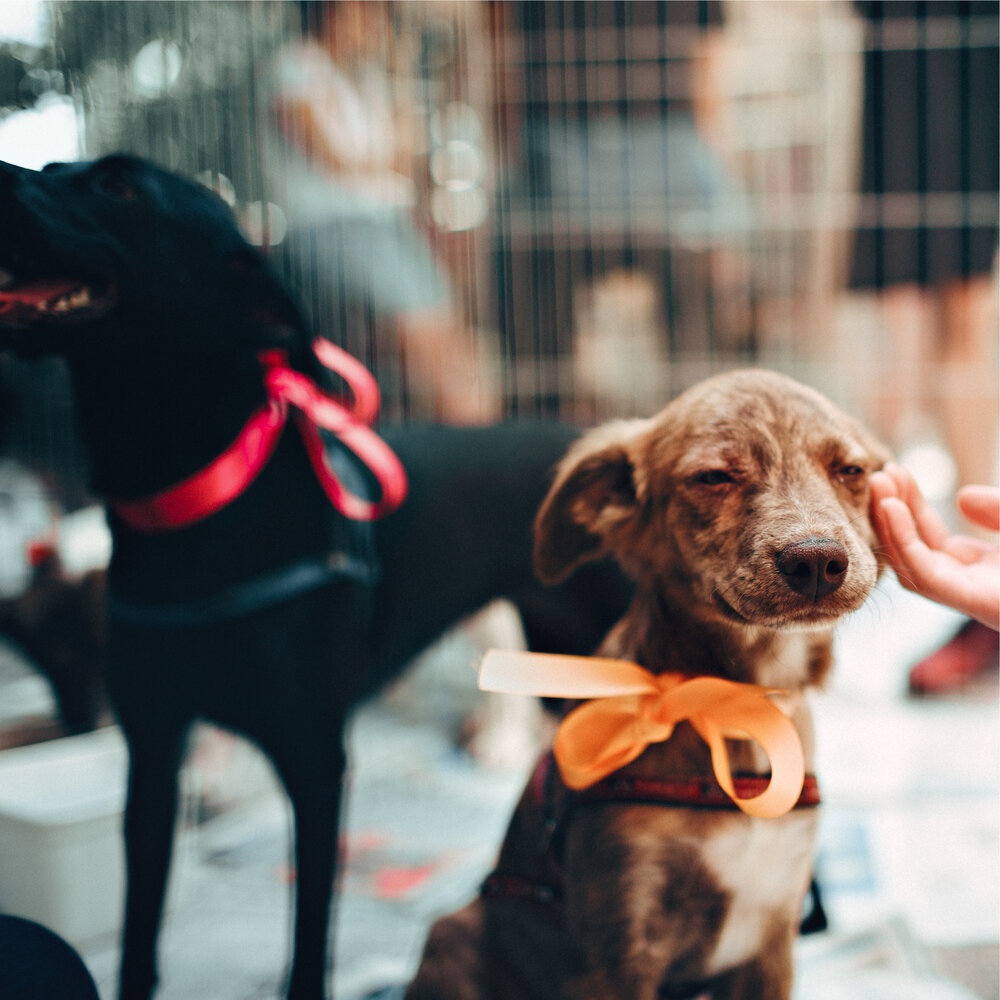 dog therapy music for stress