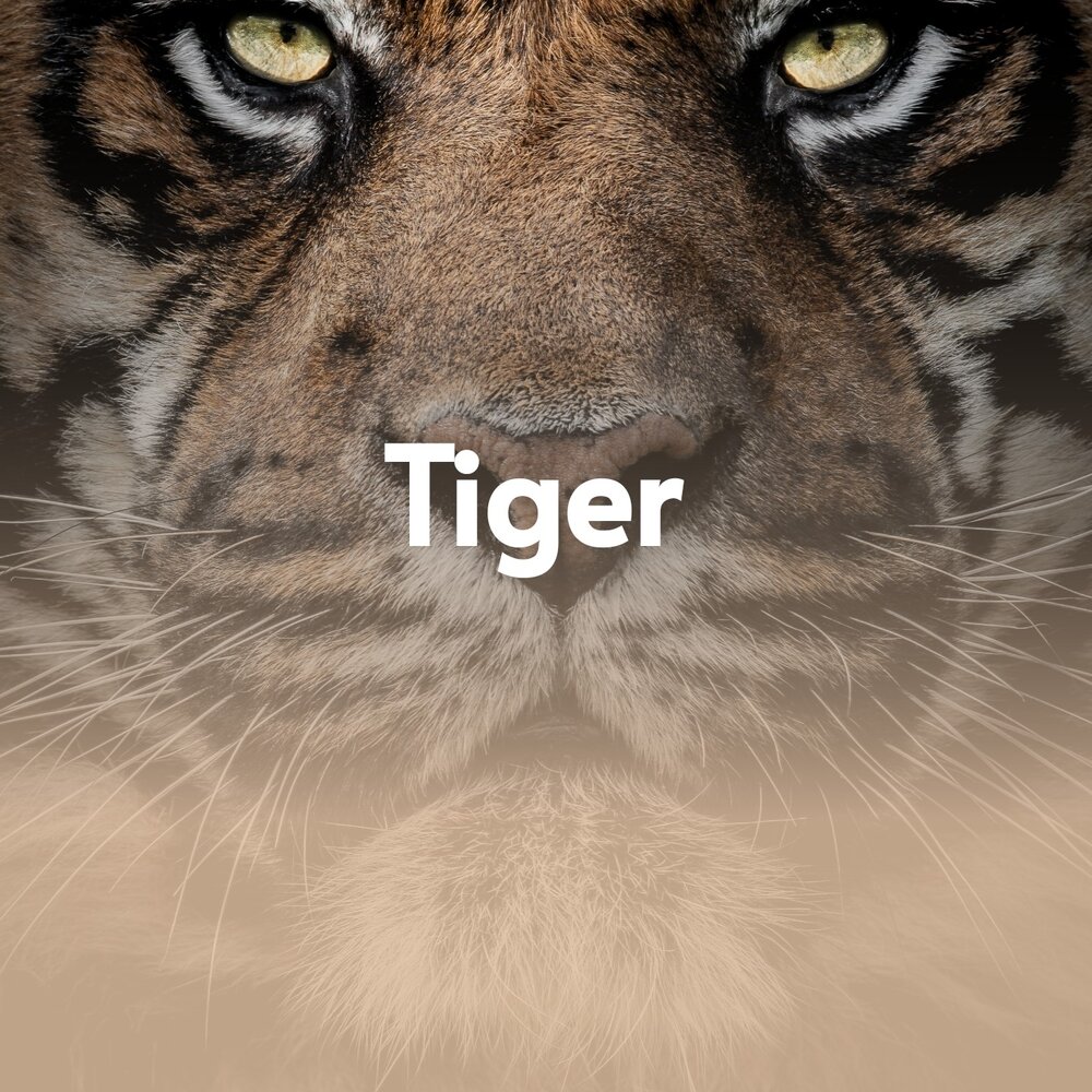 Тайгер слушать. Дизер тигр. Обложка альбома с тигром. Звук тигра слушать.