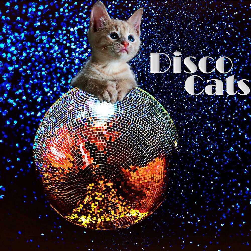 кот танцует. кошки веселятся. кошечка в платье. кошка в диско пинтерест. психокинез кошка cat jump.