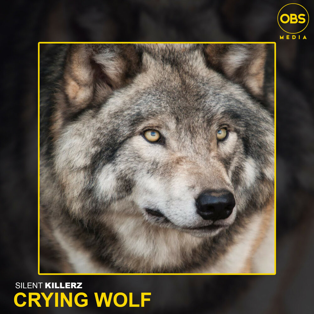 Слушать волк 1. Плачущий волк. Волк бесшумно. Вульф слушать. МГС 4 crying Wolf.