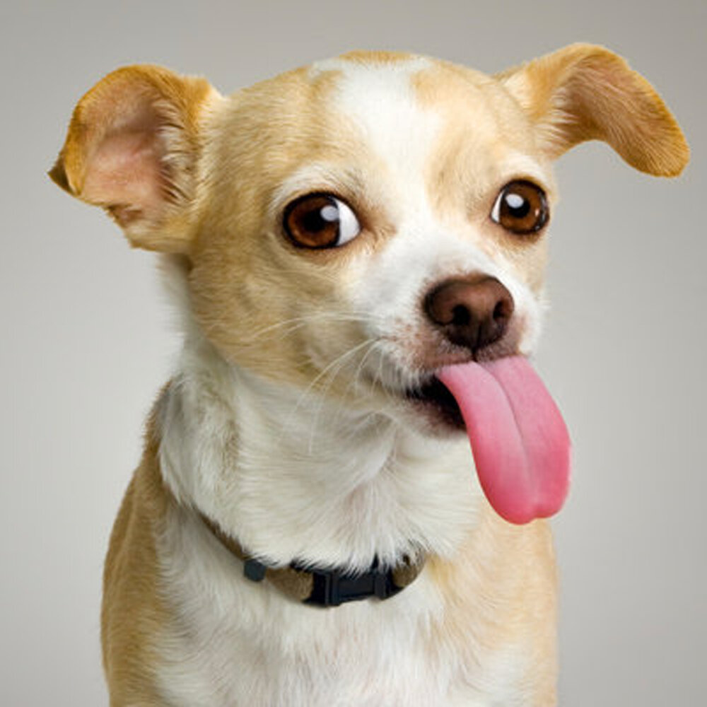 Собака высунула язык мем The Living Tombstone альбом Tom's Dog слушать онлайн бесплатно на Яндекс Музыке 