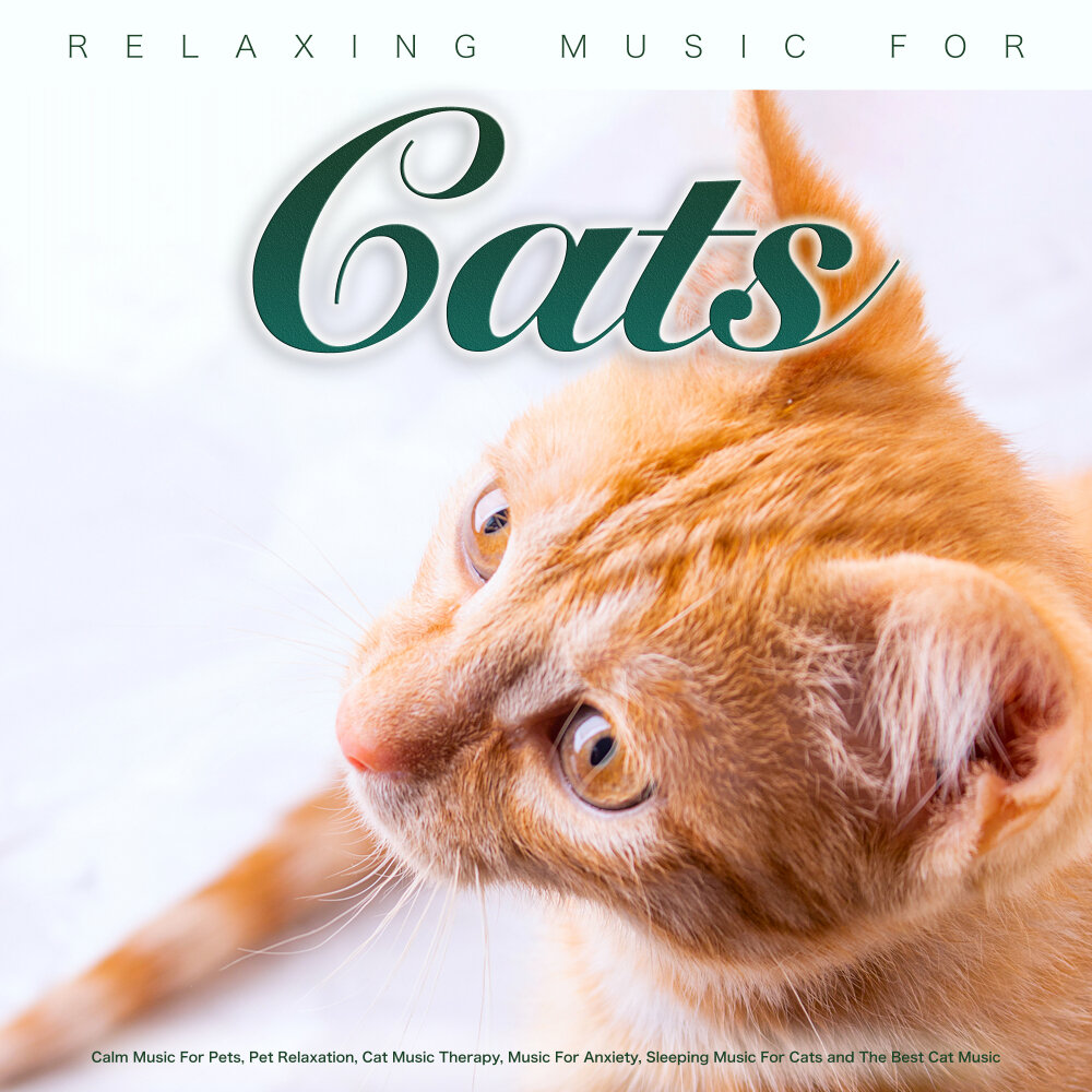 Music for cats. Cat Music. Relax Cat Music. Music Therapy for Cats. Relaxing Music for Cats.