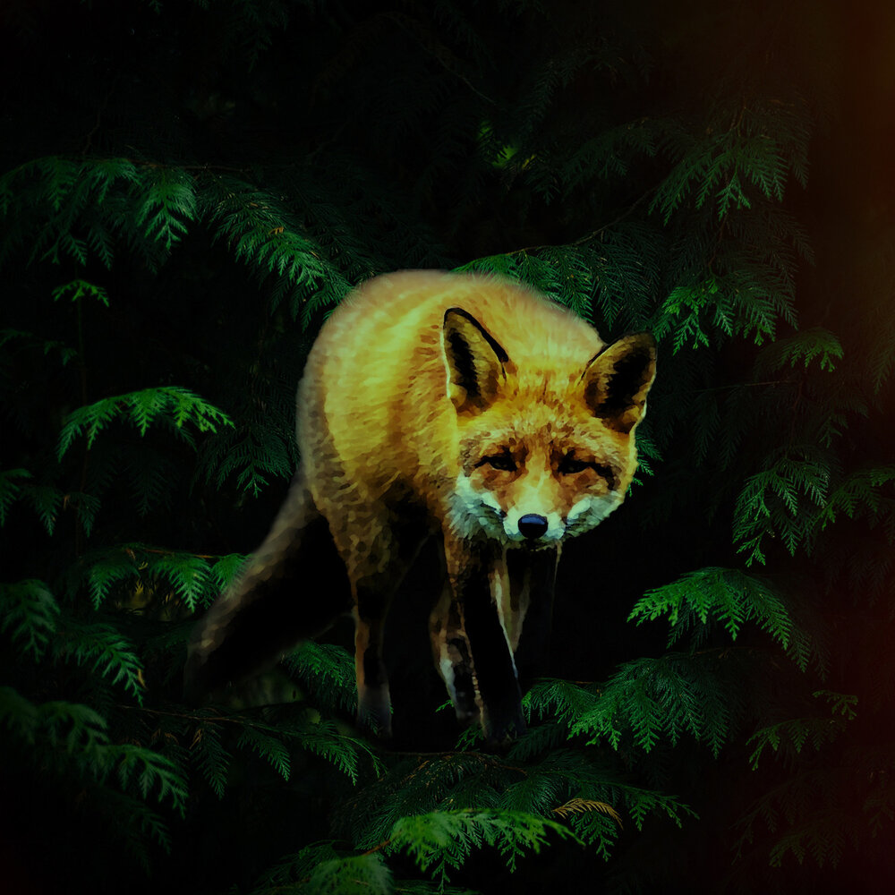 Bryce fox. Rain Fox.