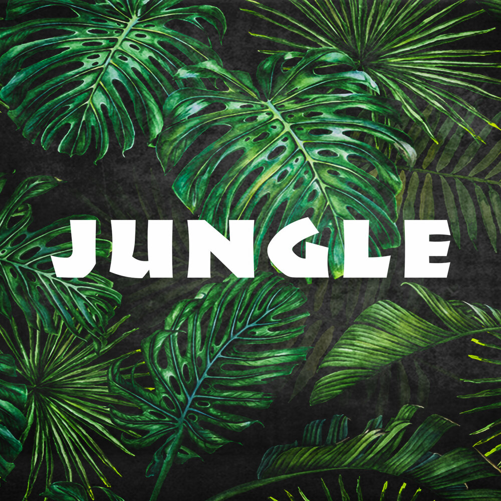 Jungle песня перевод. Jungle альбом. Текст про джунгли. Jungle слово. Песни про джунгли.