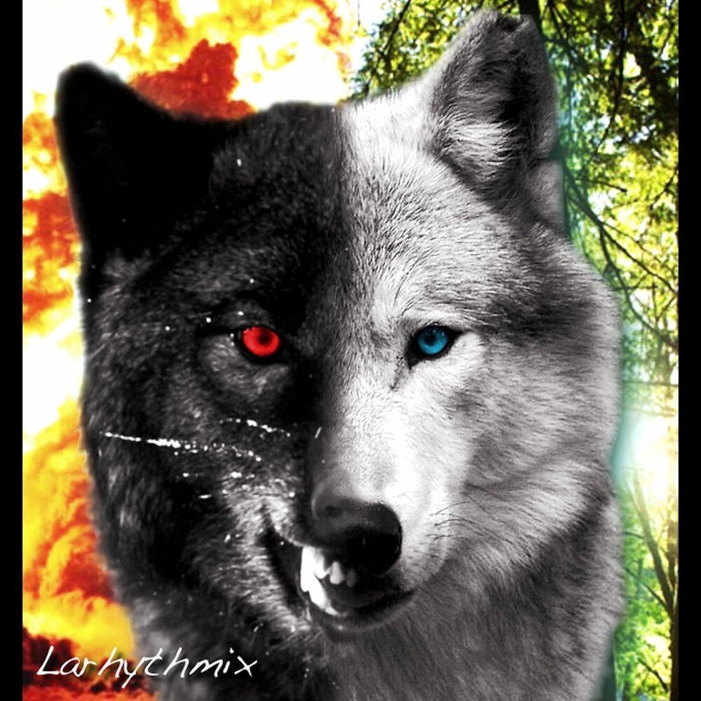 Песня ставший волк. Волк безумно быть первым. Песня ставший волк. Одиночный волк. Песня ставший волк.