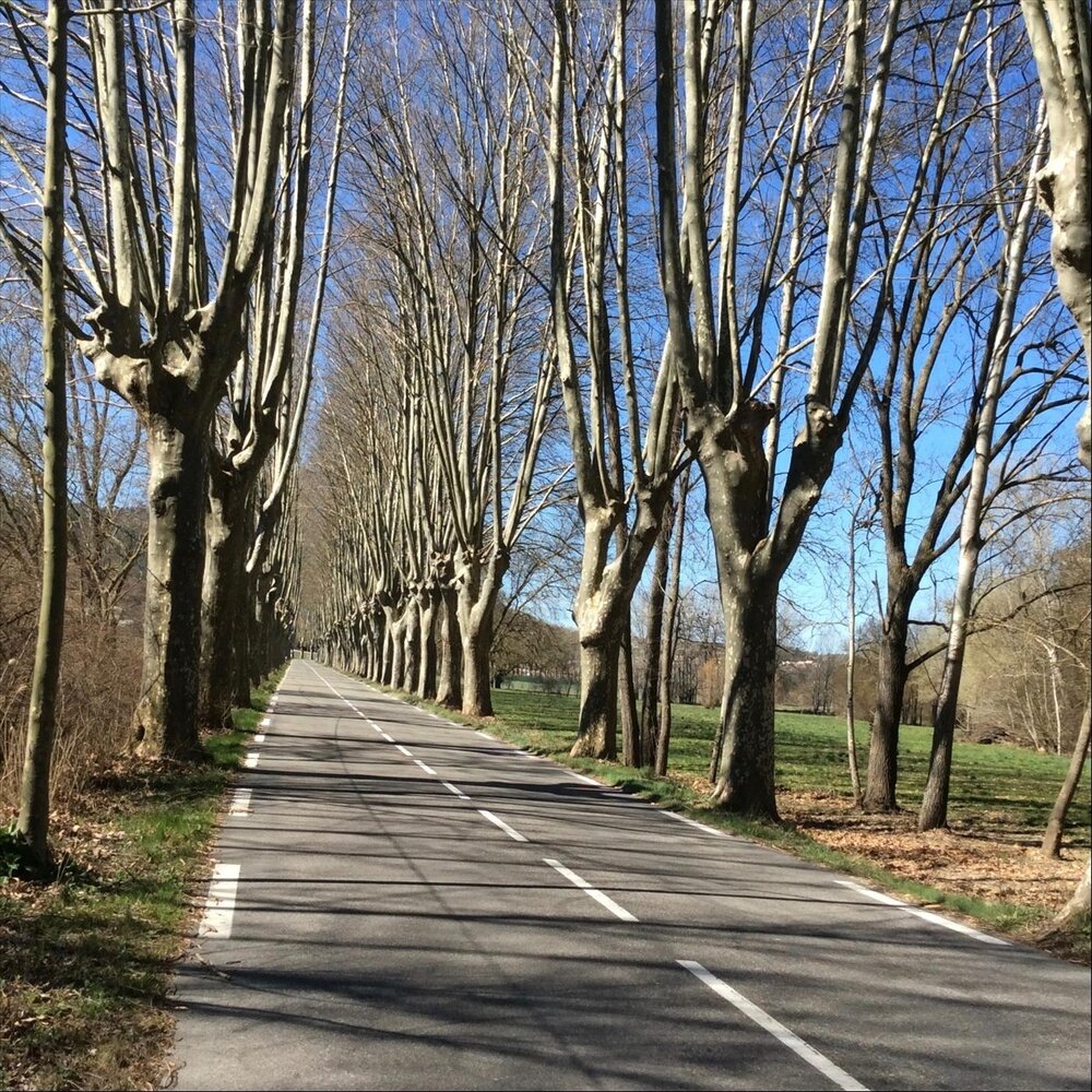 Files lines path. Ханчжоу бамбуковый мир. Files lines path. Какие деревья растут на набережной лугано летом фото. Files lines path.