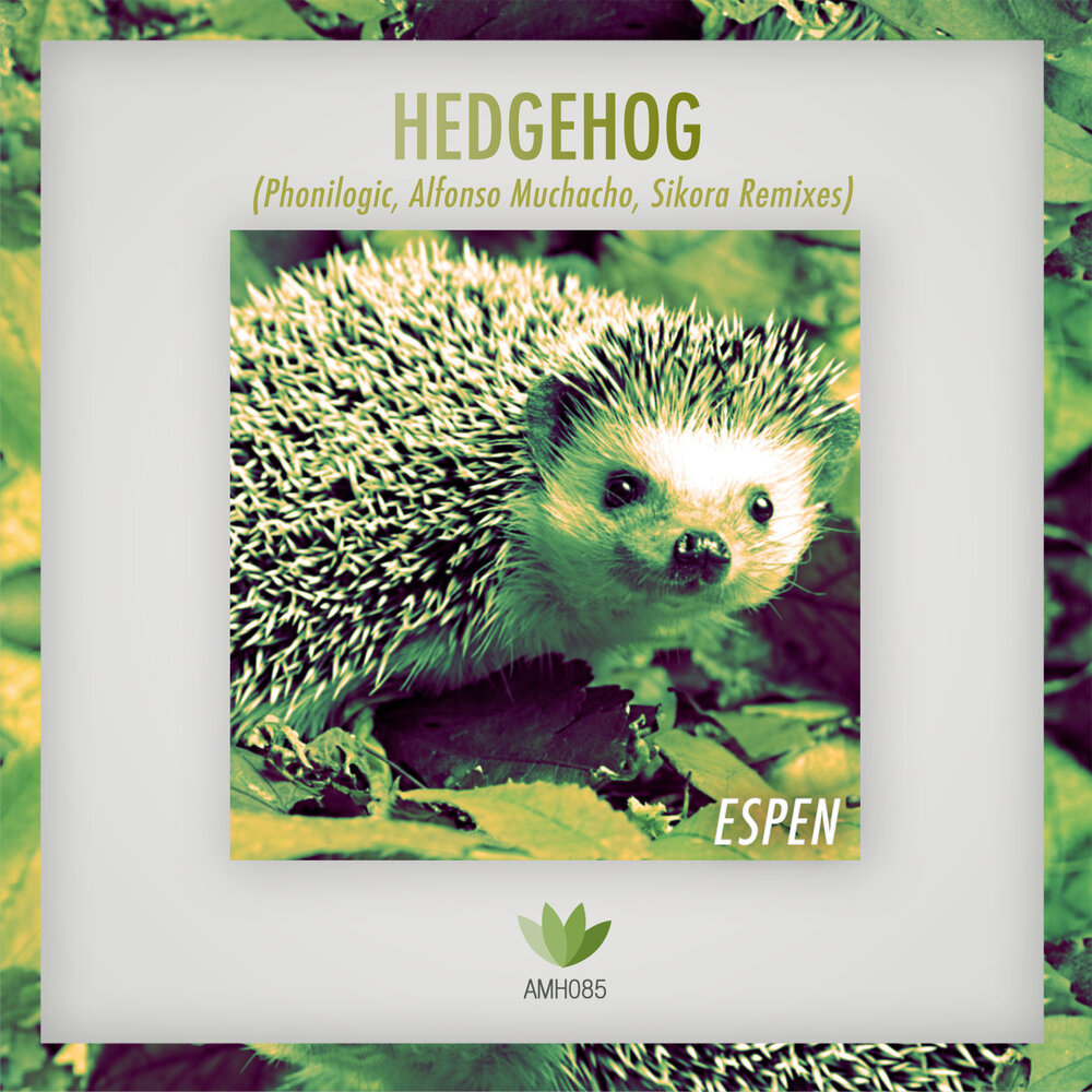 Hedgehogs песни. Hedgehogs группа. Listening Hedgehog. Hedgehog Song text. This World Hedgehog слушать.
