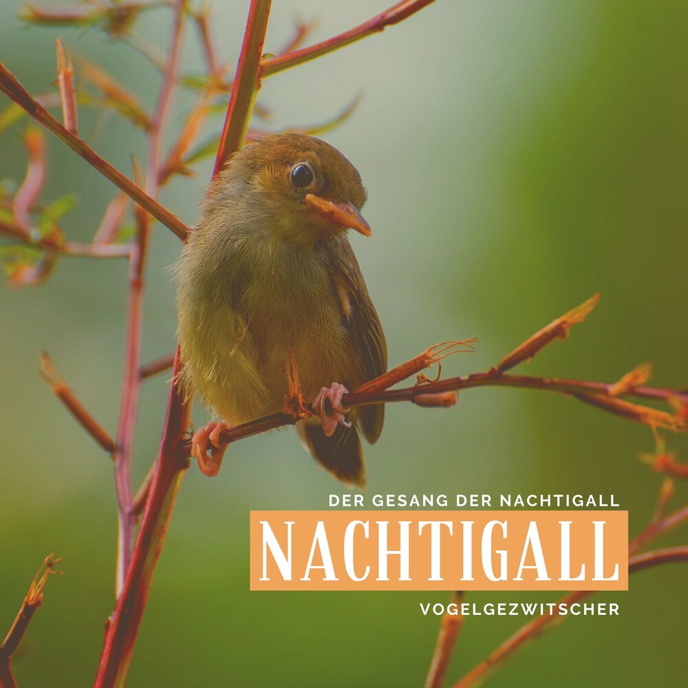 Franz grothe lied der nachtigall ноты. Nachtigall песни. Nachtigall ас. Nachtigall обложка. Nachtigall песни.