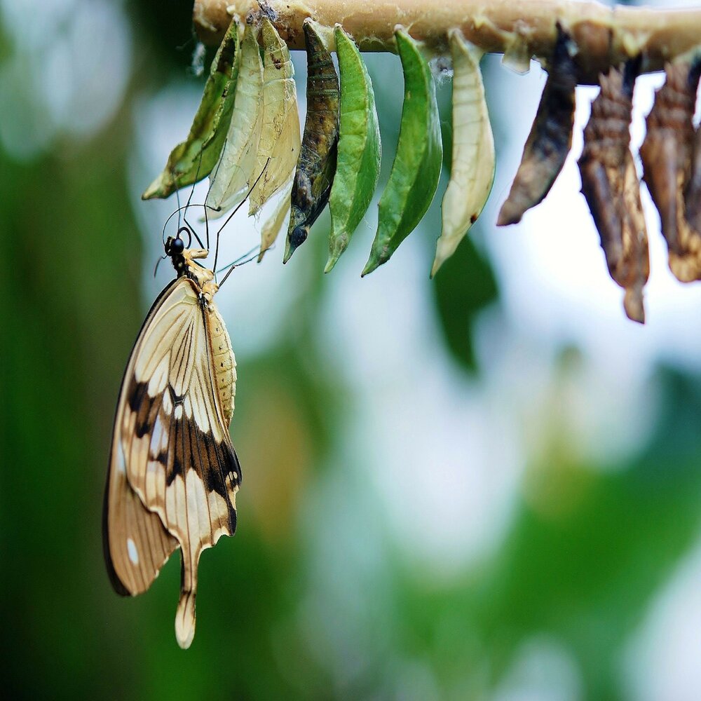 Catching flies. Графиум Агамемнон. Графиум Агамемнон куколка. Graphium Agamemnon (куколка бабочки). Бабочка Графиум Агамемнон.