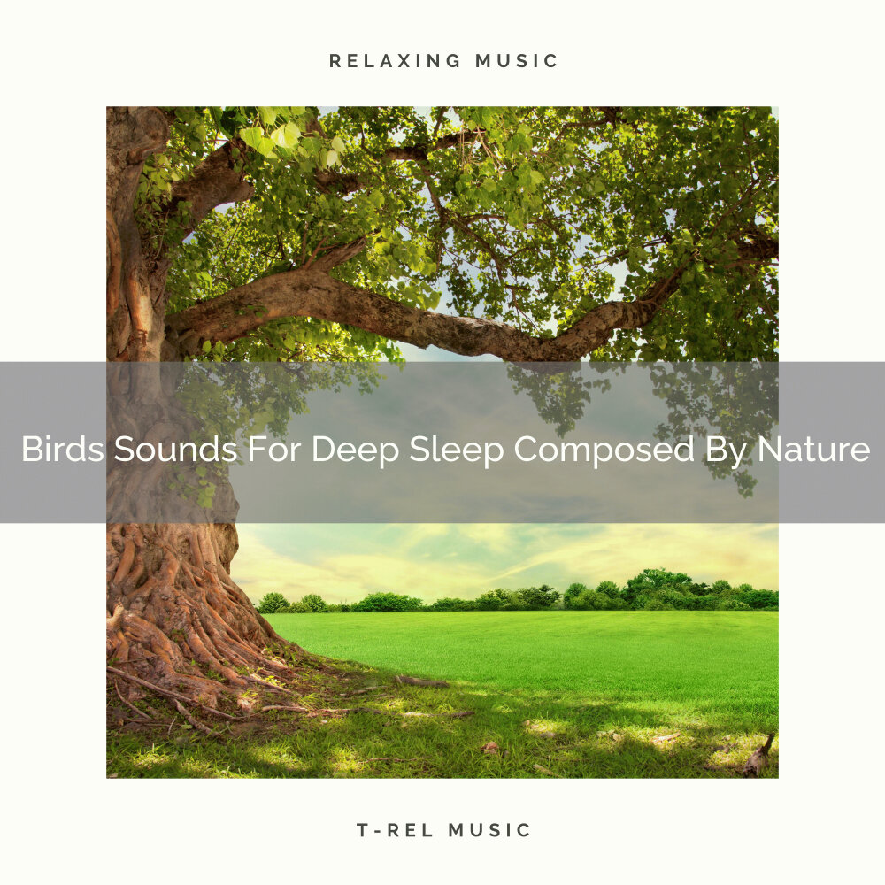 Nature songs. Echoes of nature morning Songbirds.