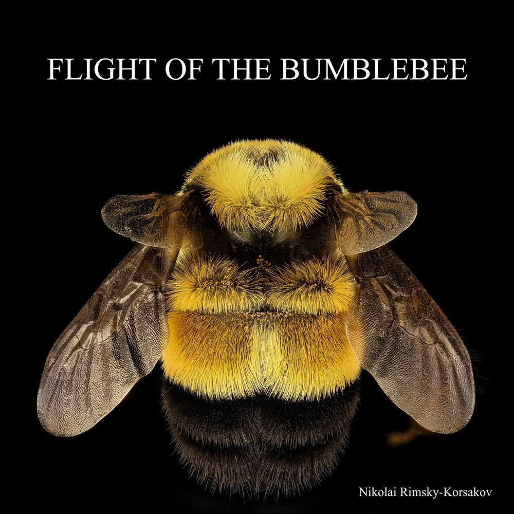 Flight of the bumblebee. More Bees. When the Bumblebee песня слушать. Bees more Flying.