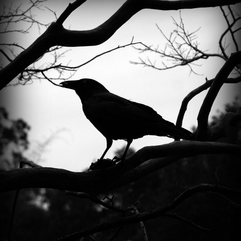 Ворон чайка. Ворона и Чайка. Eerie Black. Bird BW.