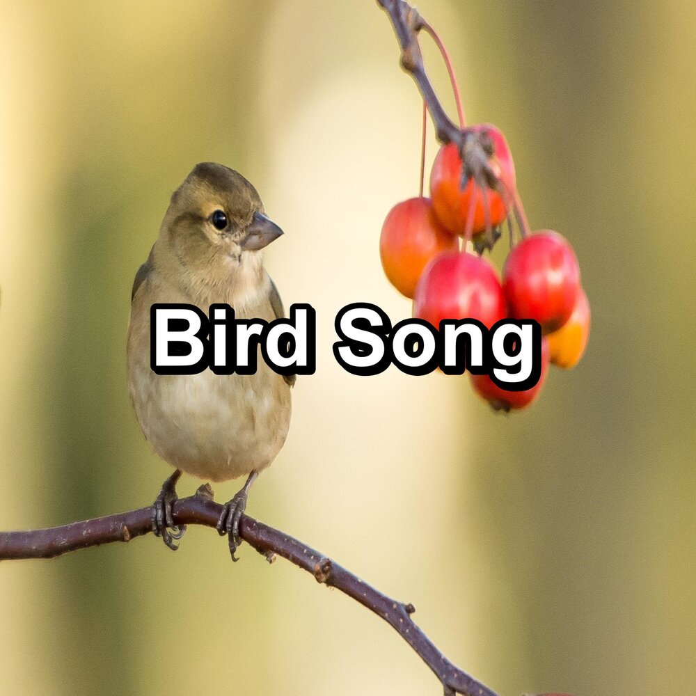 Birds sing songs