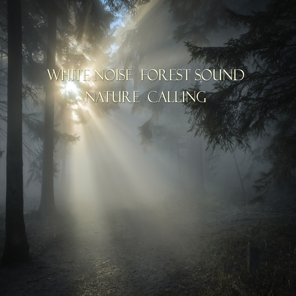 Sounds of the Forest. Call of nature. Nature is calling