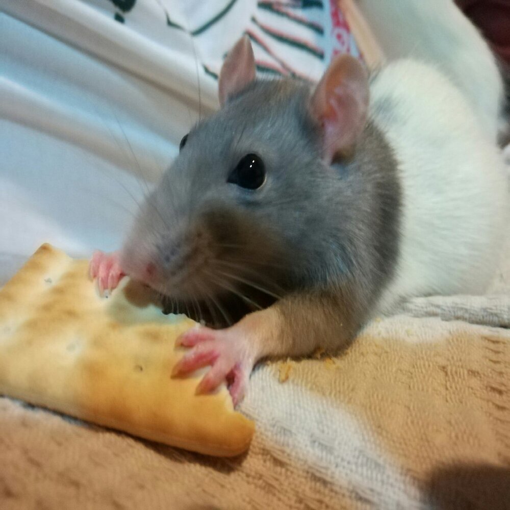 крыска песня. крысы оркестр. крыска песня. крыска песня. мышь поет в микрофон.