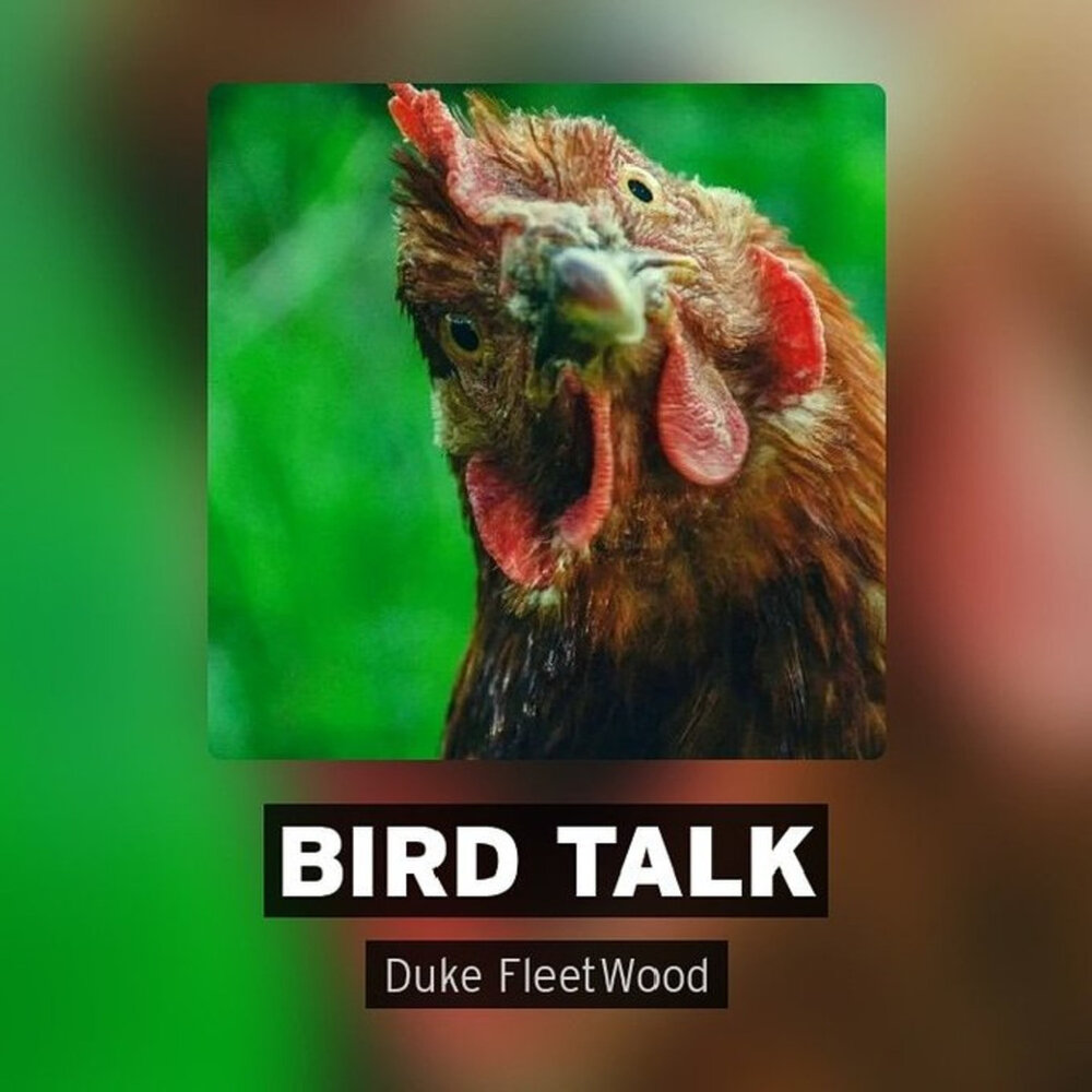 Poems about birds for kids. Poems for 3rd grade birds talk. Bird talk. Birdie and kat. The talking bird.