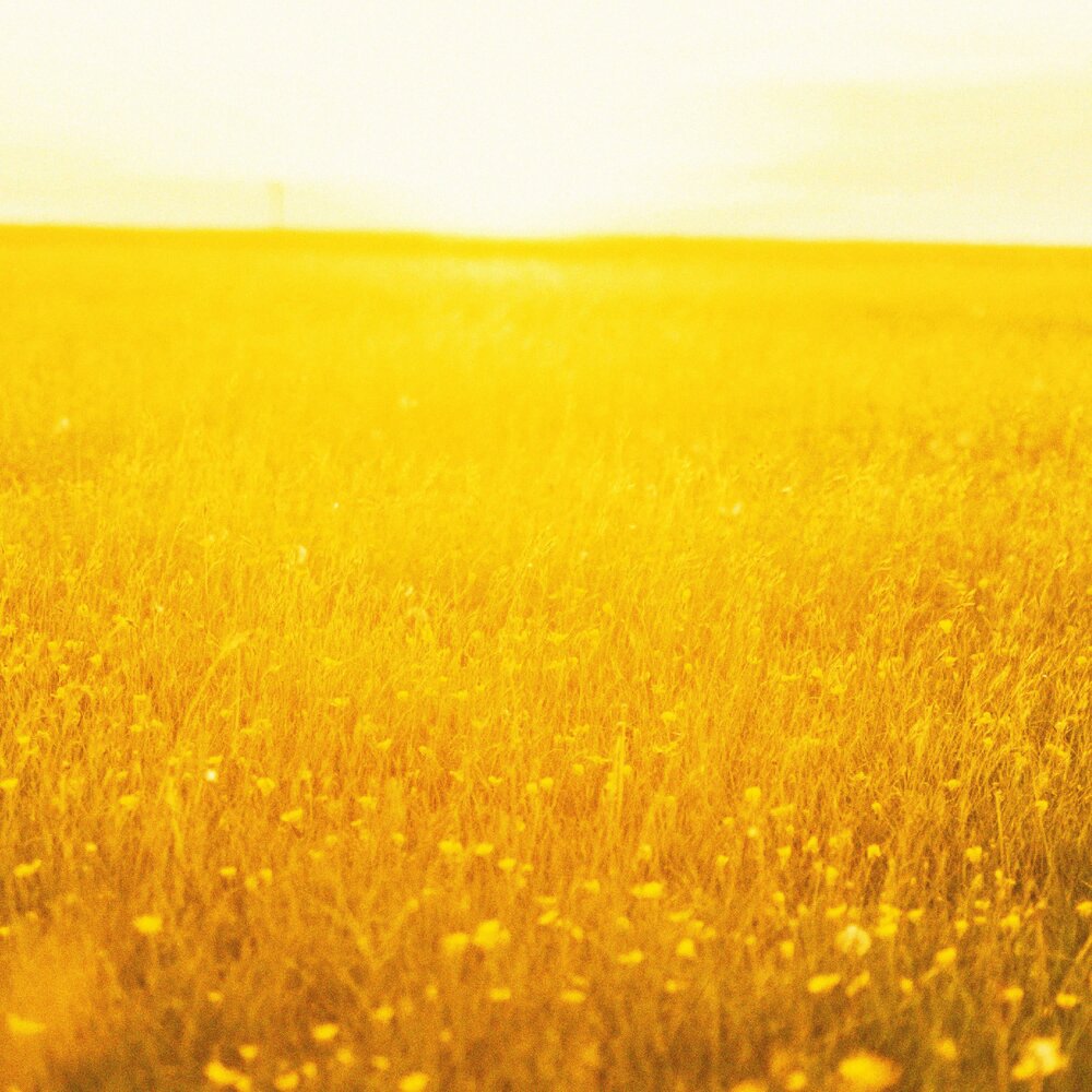 Grow field. Sun Bloom. Sun City. Brighter fields.