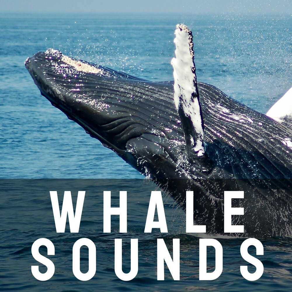 Музыка звук китов. Long Whale Song. Sounds of Whales. Can Whales Sing. Песня Whale to.